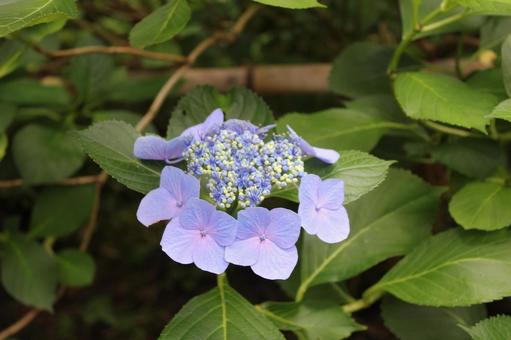 Hydrangea 30, JPG