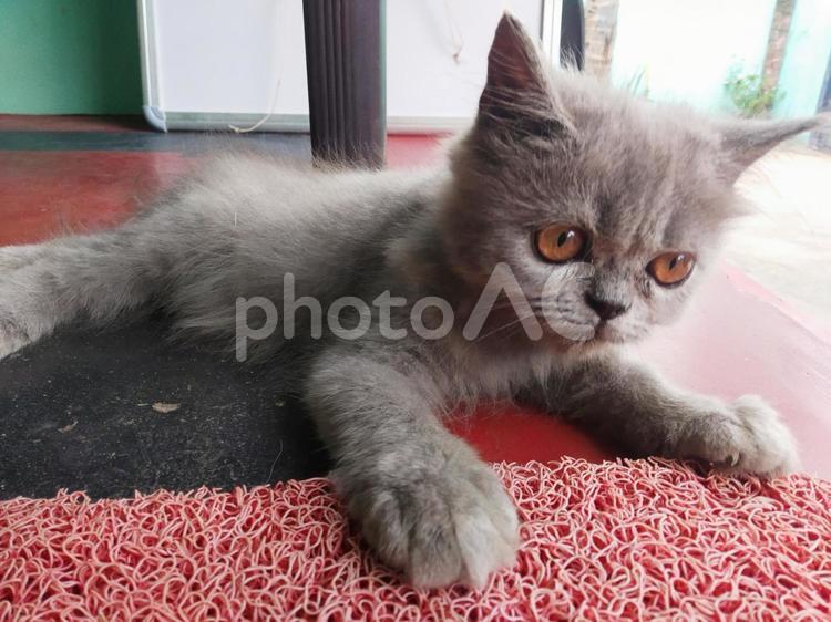 くつろぐペルシャ猫のルナさん　インド ペルシャ,猫,子猫の写真素材