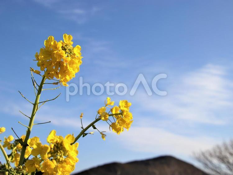 菜の花が青空に映える 菜の花,黄色,花の写真素材