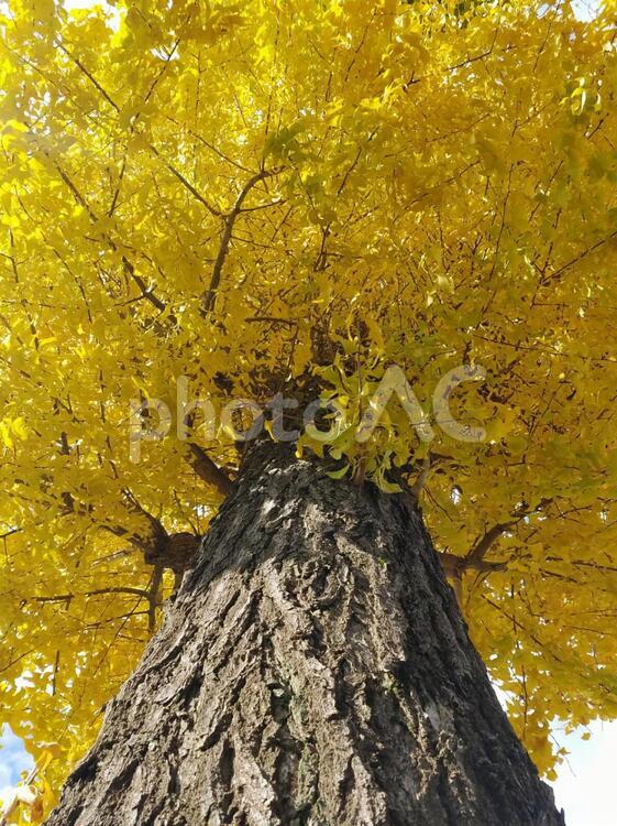 秋模様 秋,木,葉の写真素材