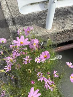 コスモスとちょうちょ ちょうちょ,コスモス,花の写真素材