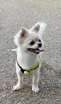 お散歩中のチワワの笑顔 お散歩,チワワ,犬の写真素材