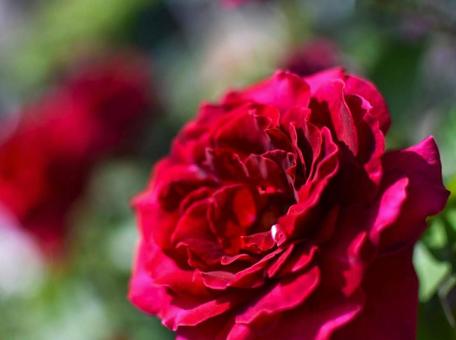 深紅のバラ 深紅のバラの写真