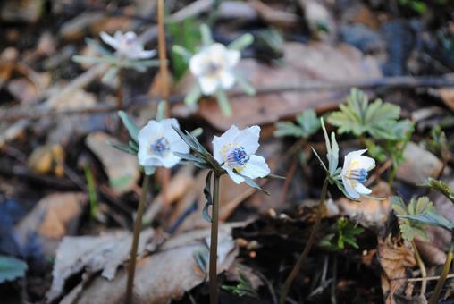 Photo, shinshu, chikuma-shi, togura setsubunsou colony, 