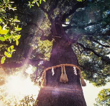 神社の神木1 神社,神木,お参りの写真素材
