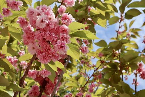 桜 桜 札幌,札幌桜,桜の写真素材