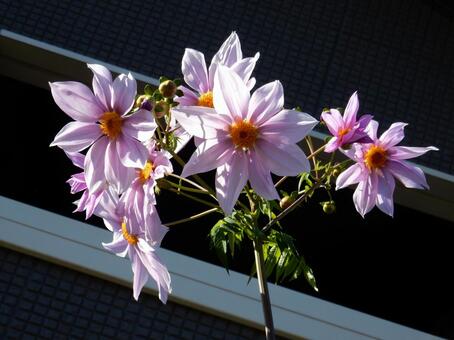 【花の写真】皇帝ダリア 皇帝ダリア,コウテイダリア,植物の写真素材