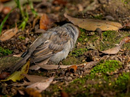 Young sparrow, JPG Young sparrow, JPG