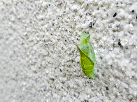 蝶のさなぎ 蝶のさなぎの写真