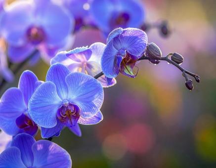 花 花の写真