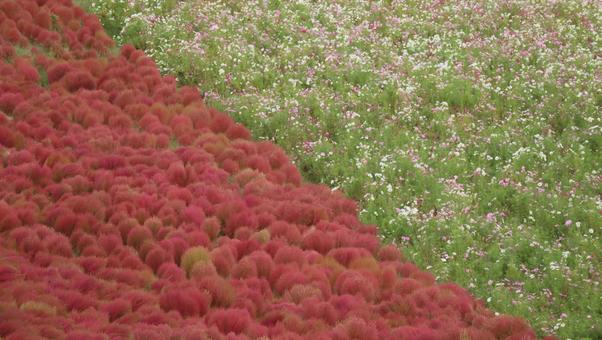 海辺の赤い絨毯 海辺の赤い絨毯 コキア,秋,自然の写真素材