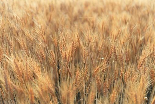 麦畑  麦畑,小麦,畑の写真素材