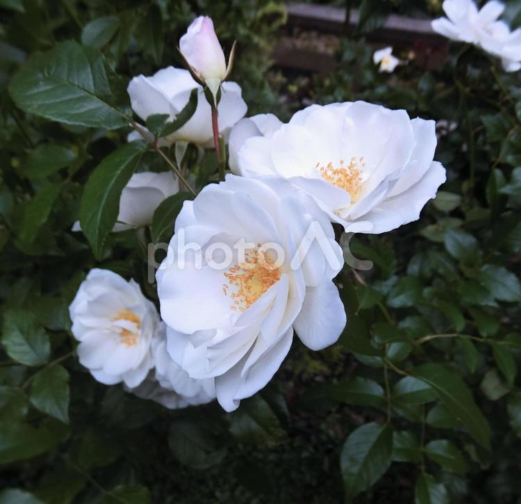 白バラ1 バラ,花,薔薇の写真素材