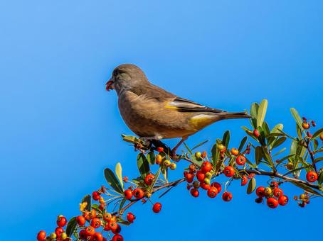 ピラカンサを食べるカワラヒワ カワラヒワ,野鳥,鳥の写真素材