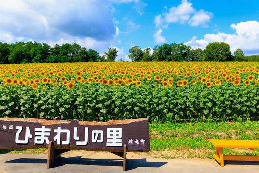 ひまわり ひまわりの写真