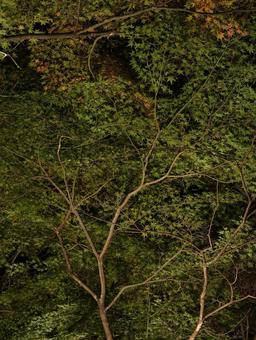 夜の木々、緑と紅葉のコントラスト 自然,木,葉の写真素材