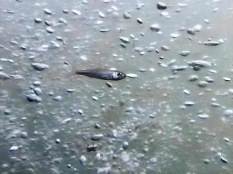 Photo, tone oizumi, fish, uphill, 