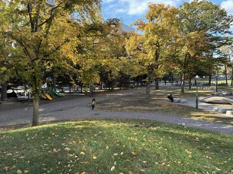 紅葉の10月下旬札幌大通公園西9丁目 紅葉の10月下旬札幌大通公園西9丁目 大通公園,公園,札幌の写真素材
