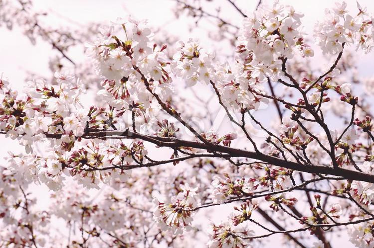 桜　枝　青空　 桜,さくら,花の写真素材