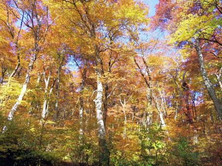 ブナ林の紅葉 紅葉,ブナ林,森林の写真素材
