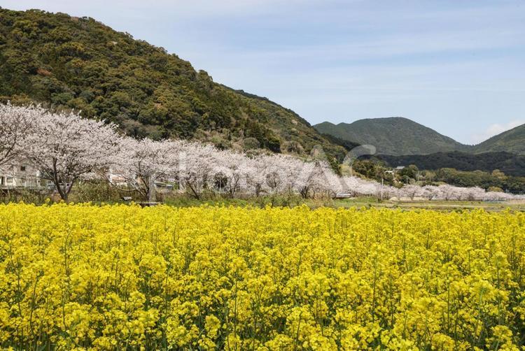 田結の桜並木と菜の花 桜並木,サクラ,桜の写真素材