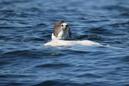 コアホウドリ コアホウドリ コアホウドリ,海鳥,野鳥の写真素材
