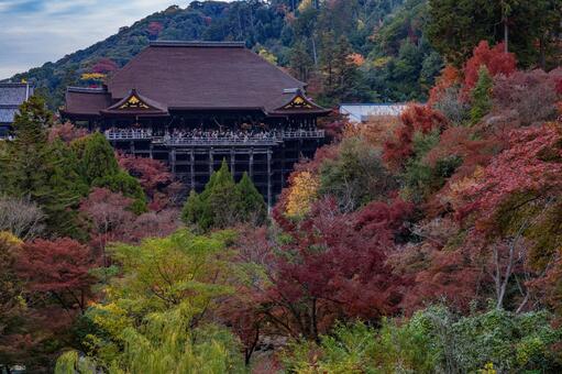 京都　清水寺　紅葉 清水寺,紅葉,清水の舞台の写真素材