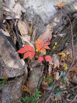 紅葉 紅葉の写真