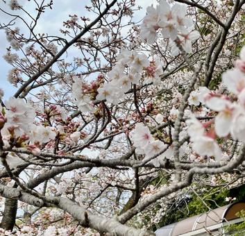 桜 桜の写真