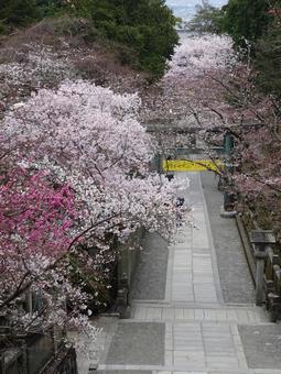 桜咲く金刀比羅宮 桜咲く金刀比羅宮 金比羅宮,こんぴら様,桜の写真素材