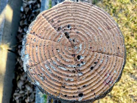 Photo, rings, cross section, wood, 