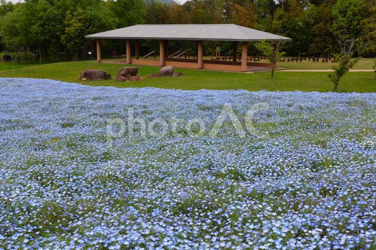 ４月下旬の公園のネモフィラと休憩所 ネモフィラ,青,花の写真素材