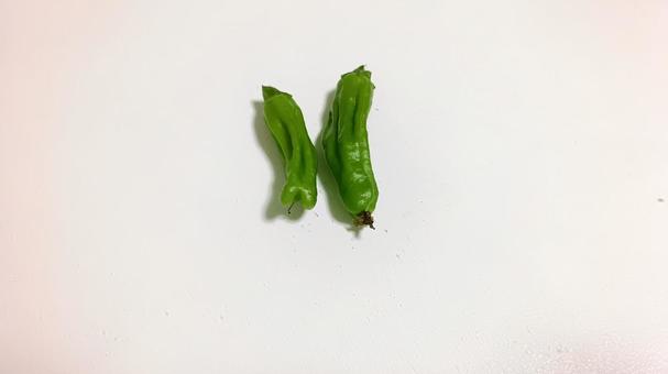 シシトウがなり始めました シシトウがなり始めましたの写真