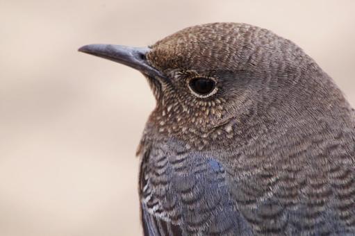 イソヒヨドリ イソヒヨドリ イソヒヨドリ,小鳥,鳥の写真素材
