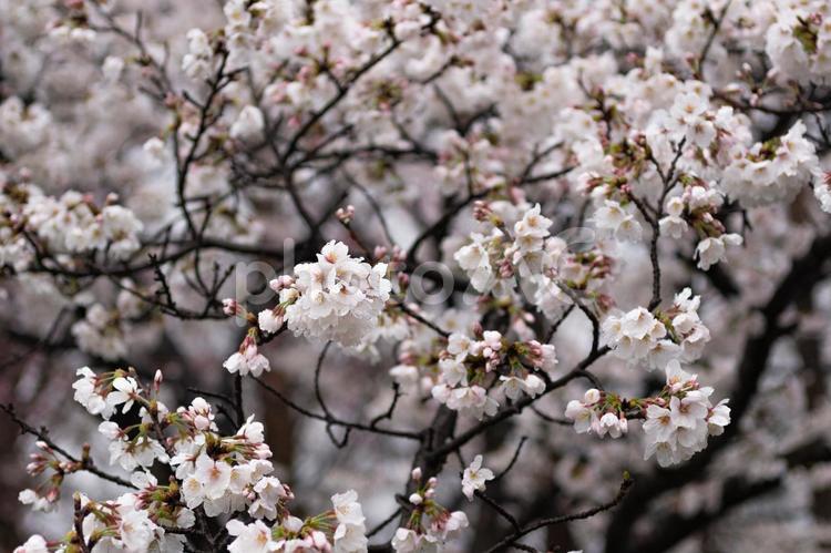 雨の日の桜 春,ボケ,ピンクの写真素材