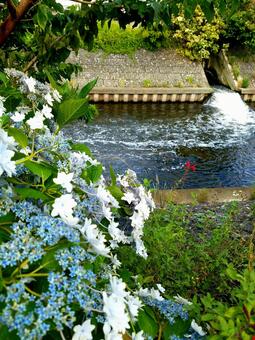 境川 川沿いの紫陽花,境川,自然の写真素材