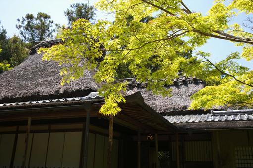 Photo, nara park, jicheng garden, fresh green, 
