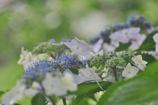Hydrangea, JPG