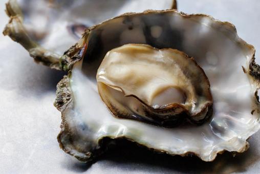 Photo, oyster, shell, seafood, 