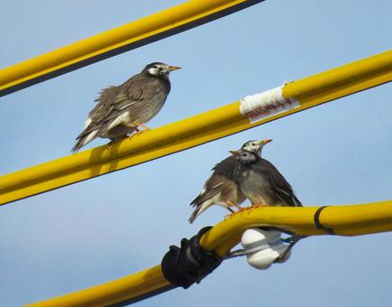 Starlings on a power line, starling, starling, bird, JPG