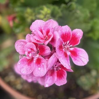 生活を彩る花たち 生活を彩る花たちの写真