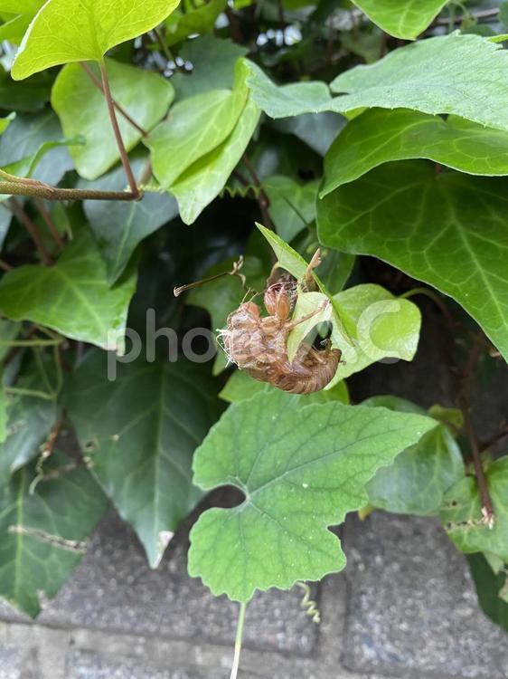 セミの抜け殻 セミ,蝉,せみの写真素材
