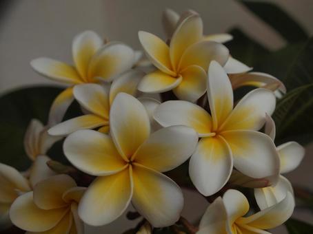 Plumeria season, JPG Plumeria season, JPG