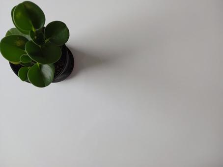 シンプルな植物の背景-2 シンプルな植物の背景-2の写真