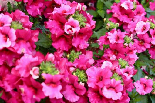 鮮やかな花 鮮やかな花の写真