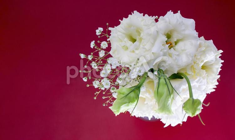 ホワイトカラーの2種花束イメージ素材 花,白,トルコ桔梗の写真素材