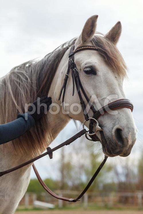 首を撫でられる白馬 馬,馬の顔,アップの写真素材