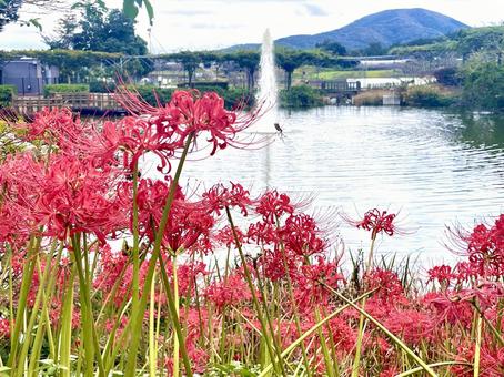 ヒガンバナ(彼岸花)と噴水 ヒガンバナ(彼岸花)と噴水 ヒガンバナ,秋,赤い花の写真素材