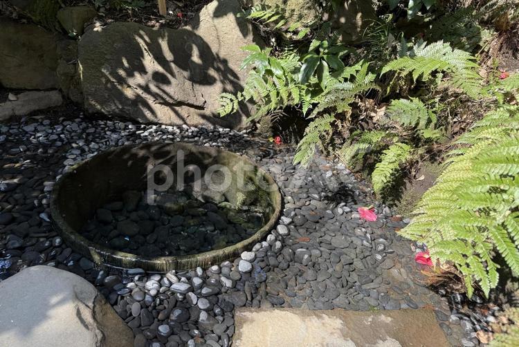 明治神宮　御苑　清正井 原宿,森,初詣の写真素材