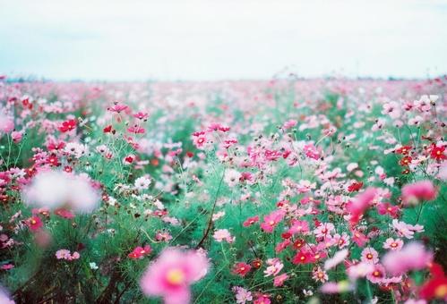 コスモス畑（フィルム写真）再 コスモス,秋桜,秋の写真素材